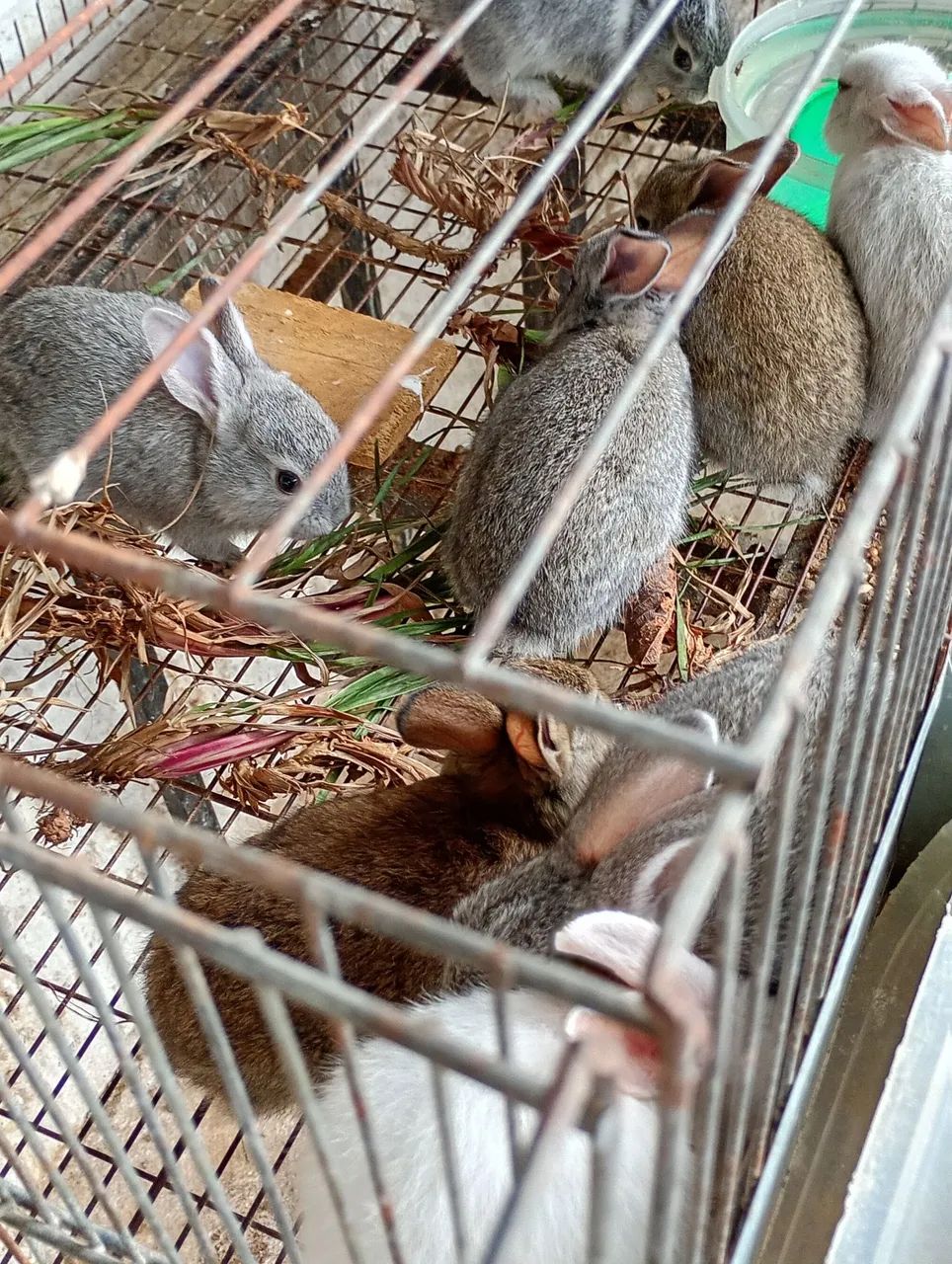 Filhotes de coelho raça pequena  - Foto 3