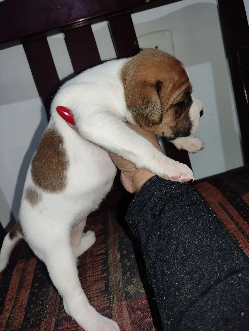 Filhotes Boxer 