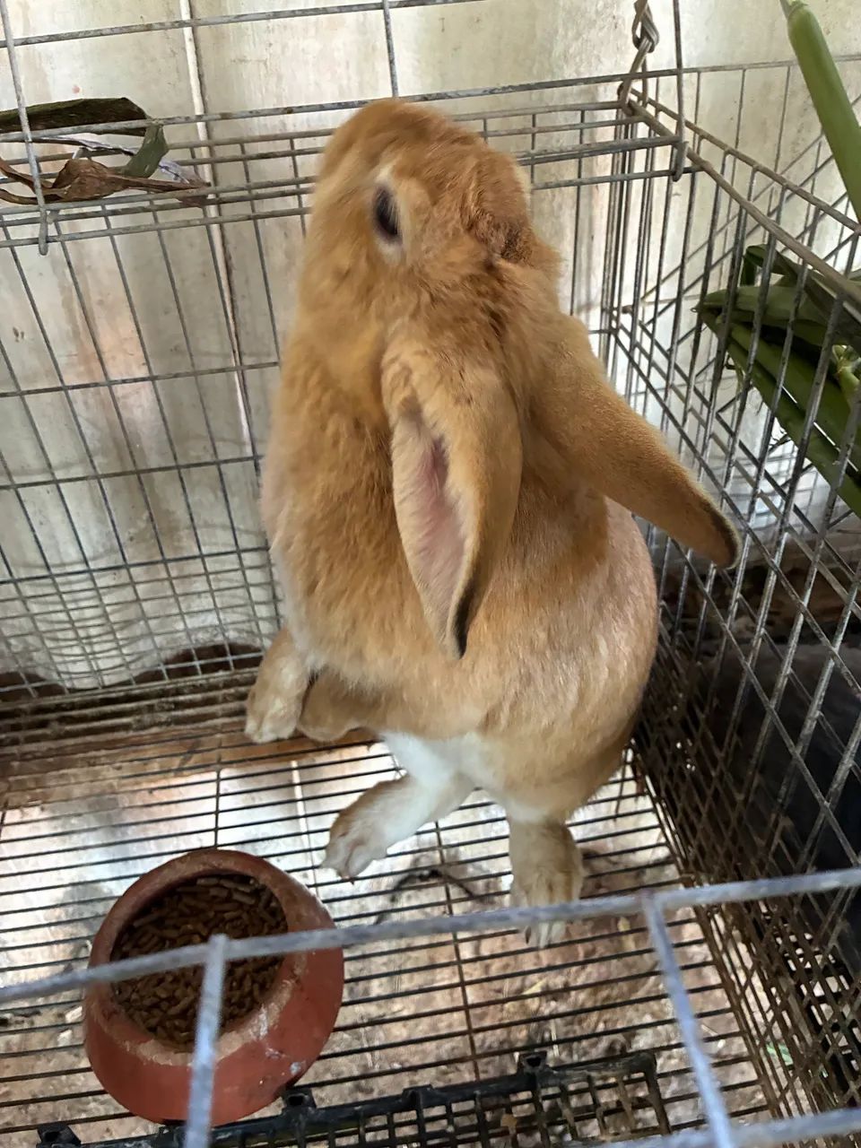 Coelhos - Foto 2