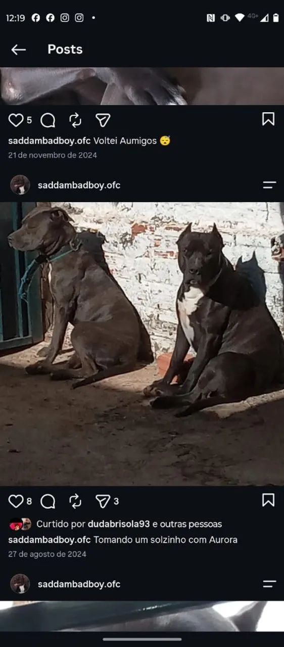 Pit Monster cm American Bully  - Foto 4