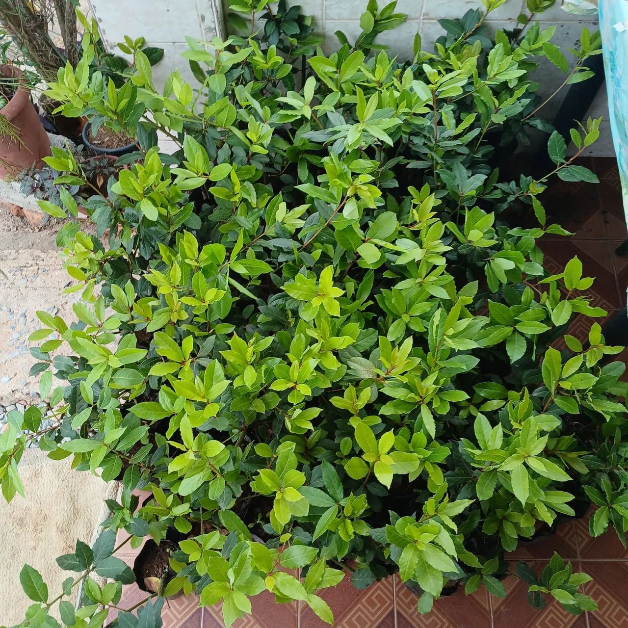 Mudas de Louro  - Foto 5