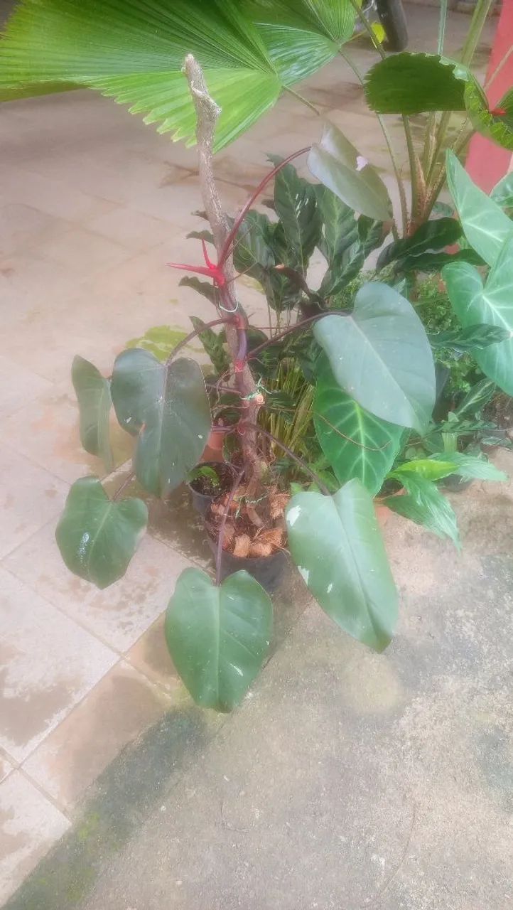 Philodendron pink Princess  - Foto 4