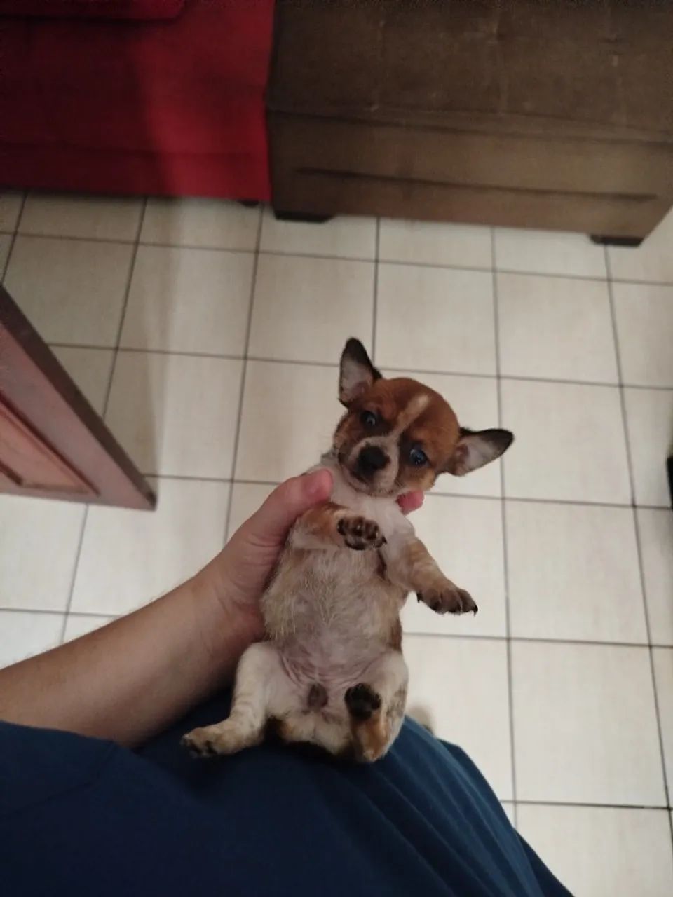 Pinscher - Foto 4