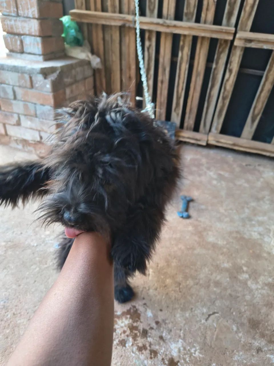 Cachorro  - Foto 5