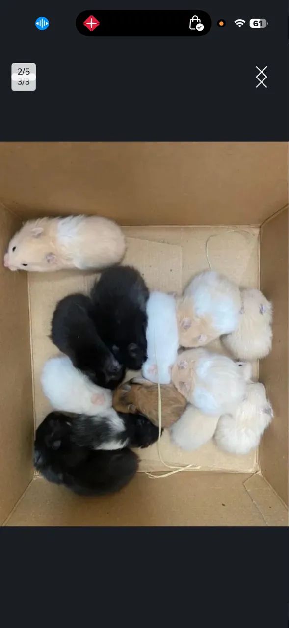 Hamster sírio angora