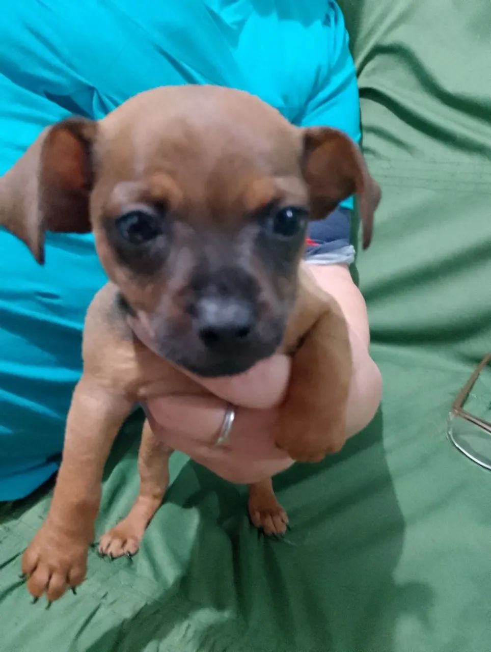 Pinscher n.1