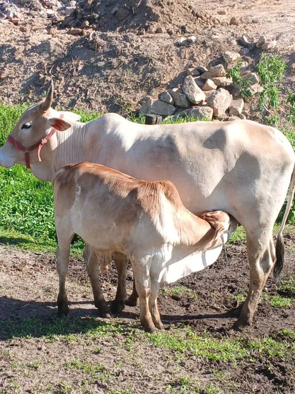 BOI NELORI COM CRIA - Foto 2