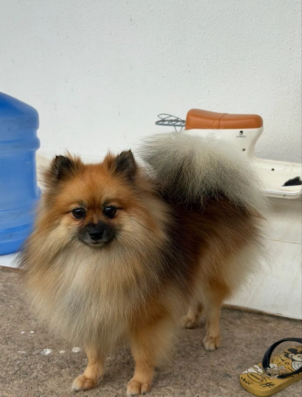 Spitz alemão 