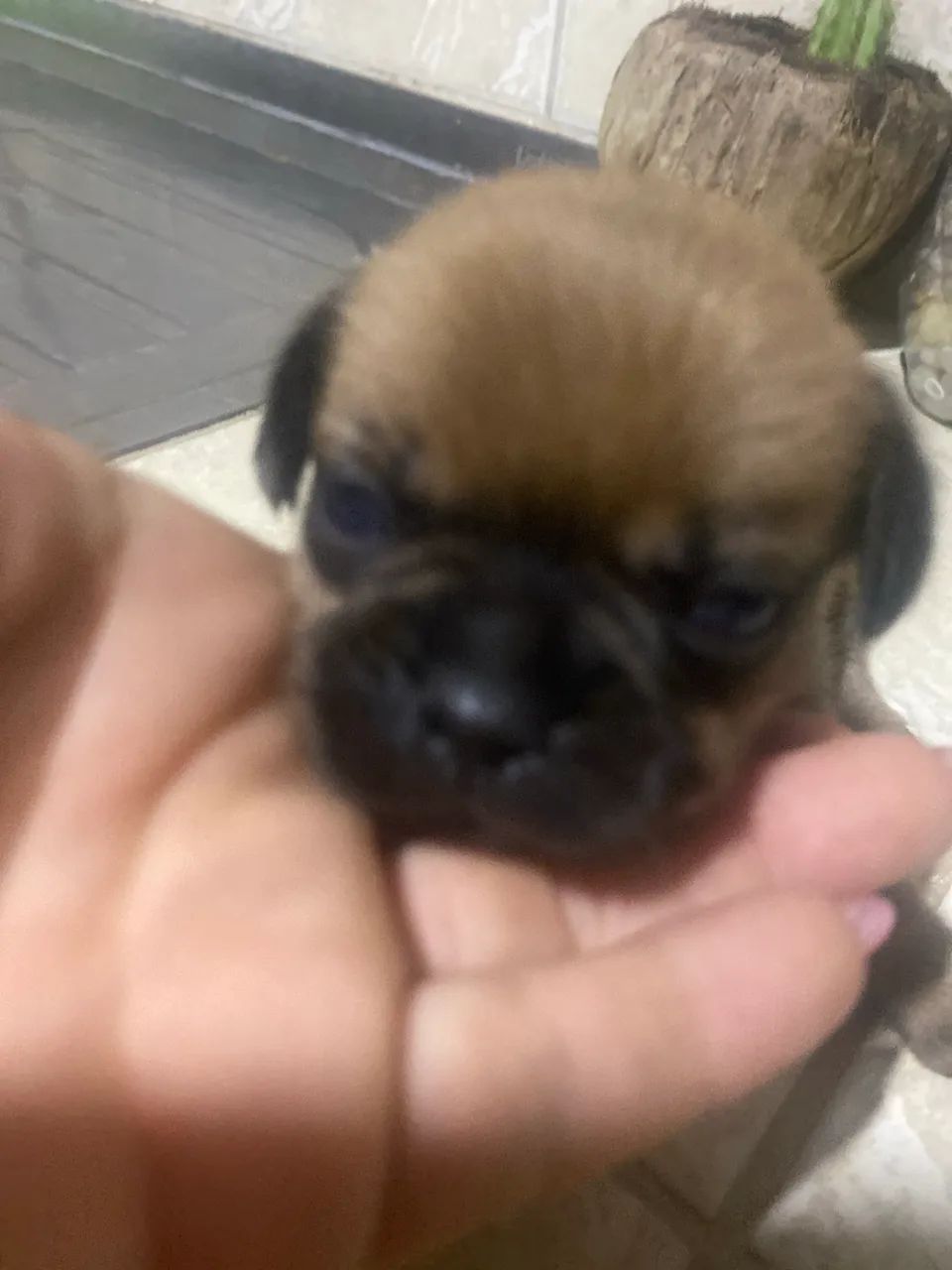 Buldogue francês  - Foto 2