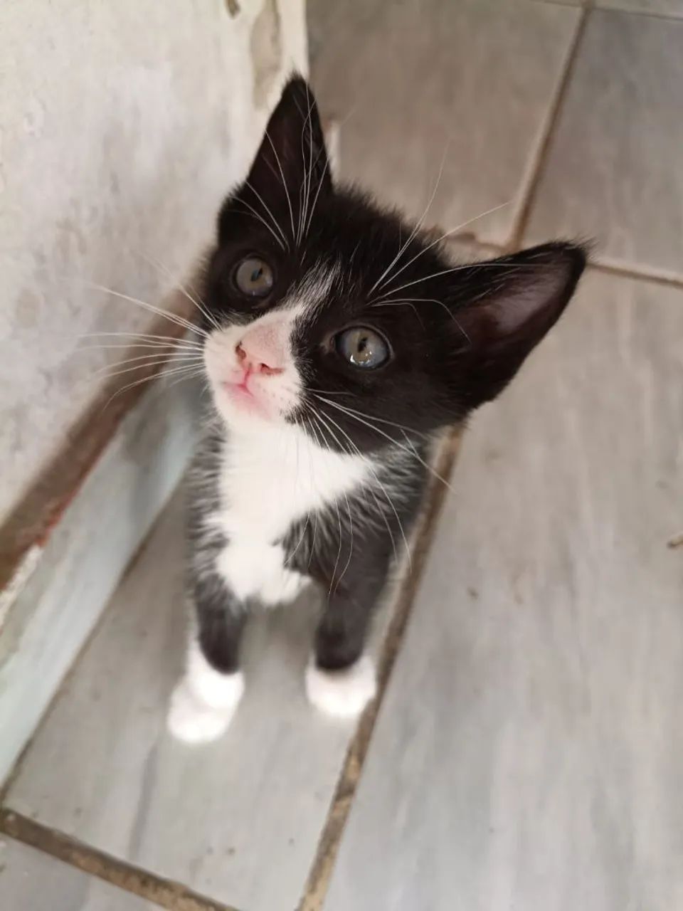 Filhote de gata fêmea  - Foto 2