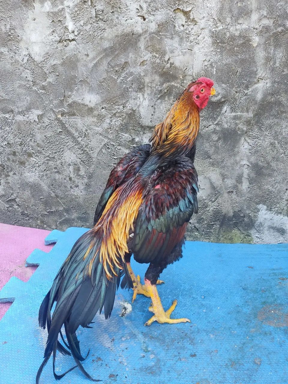 Frango - Foto 4