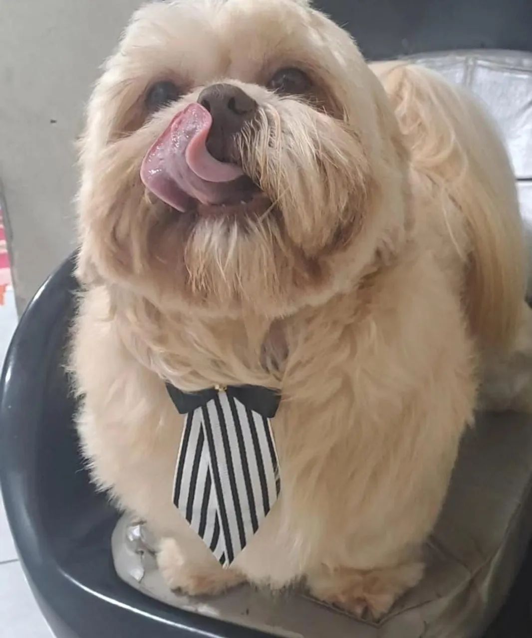 Shihtzu MACHO  - Foto 2
