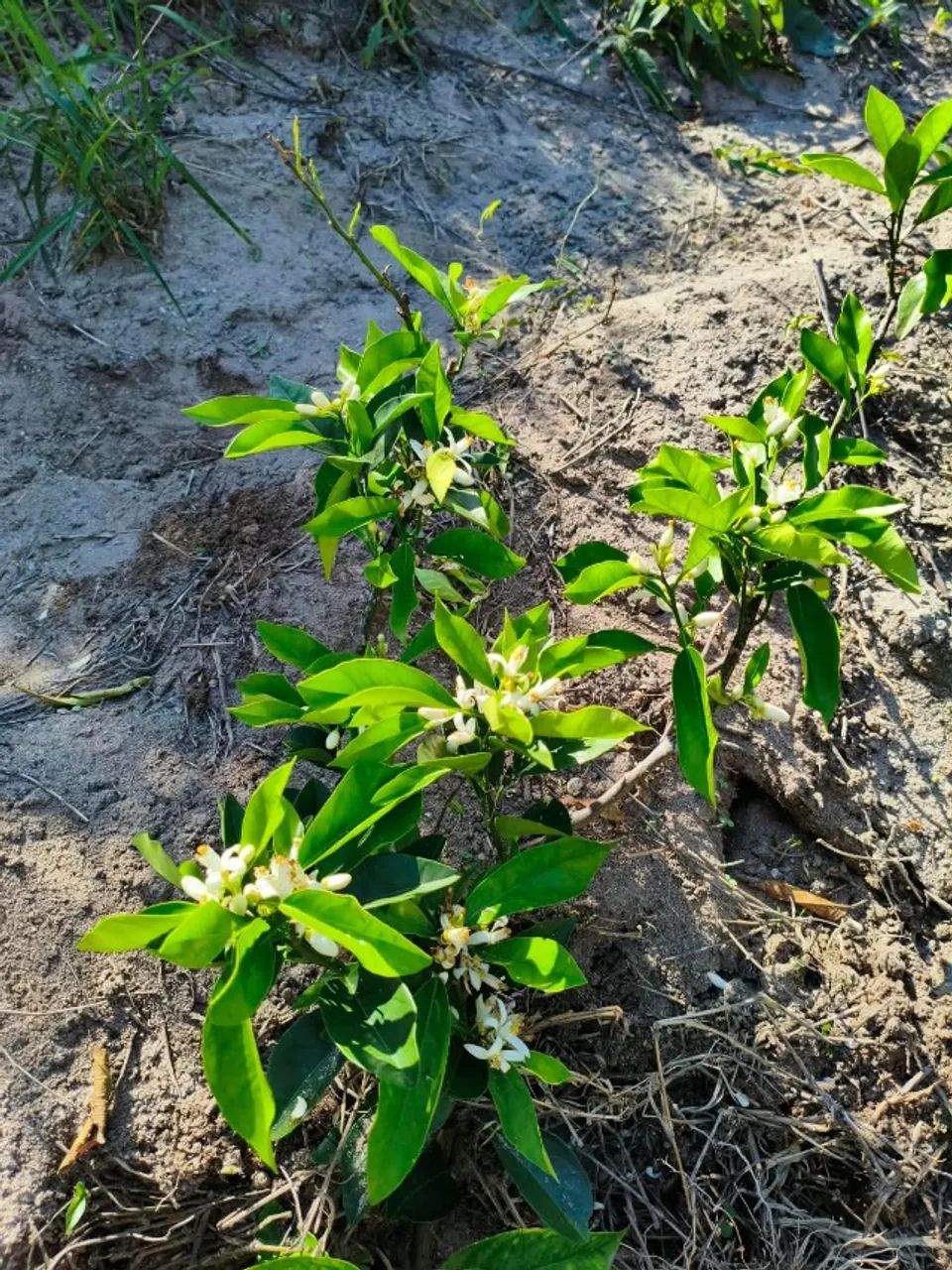 Chácara muitas frutas 2 poço de peixe  - Foto 3