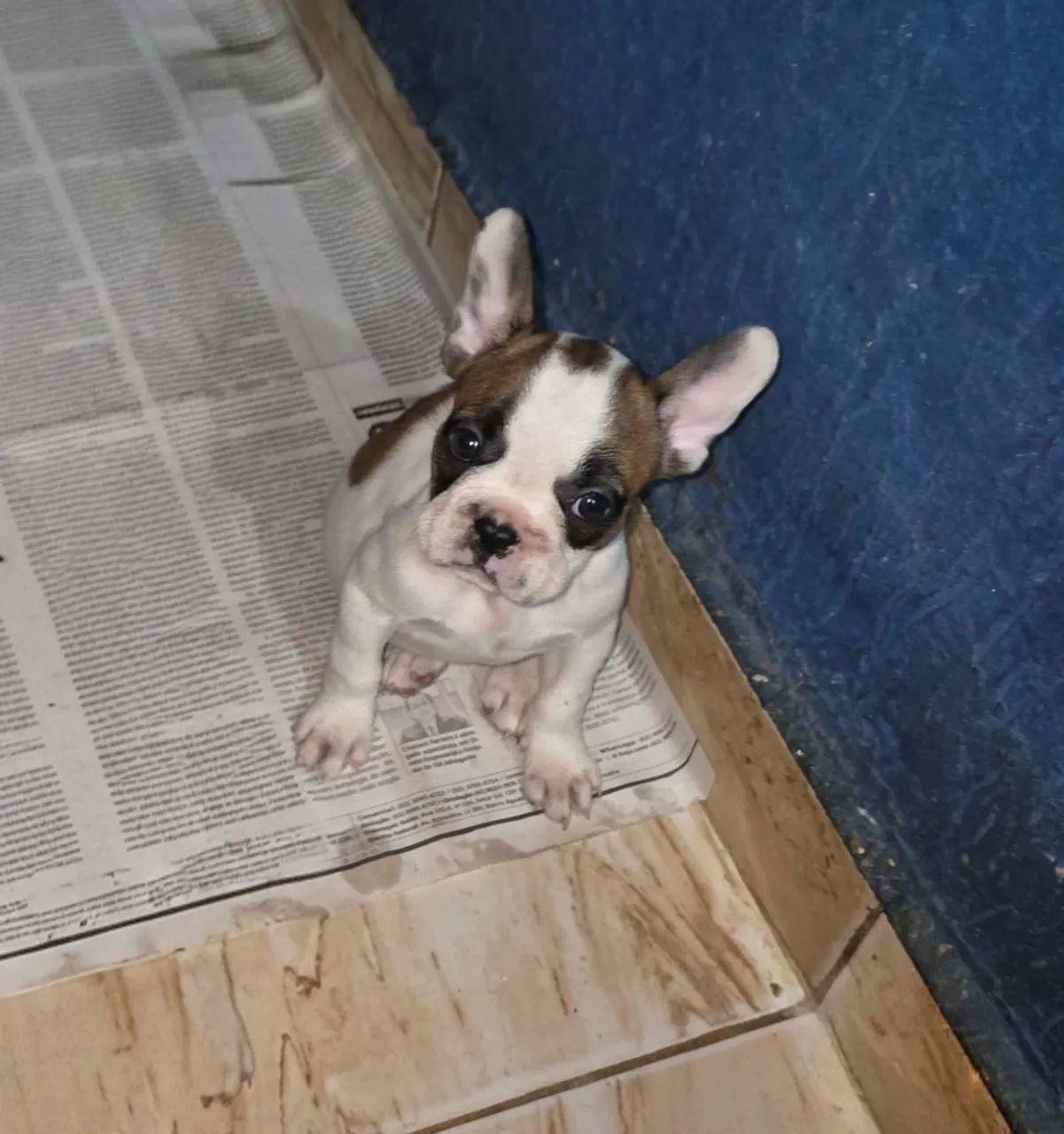 Bulldogue francês  - Foto 3