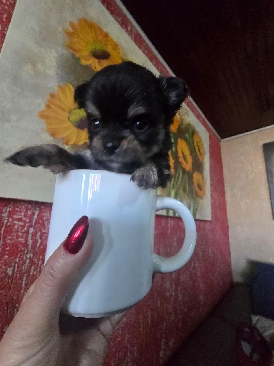 Vendo filhotes de chihuahua  - Foto 2