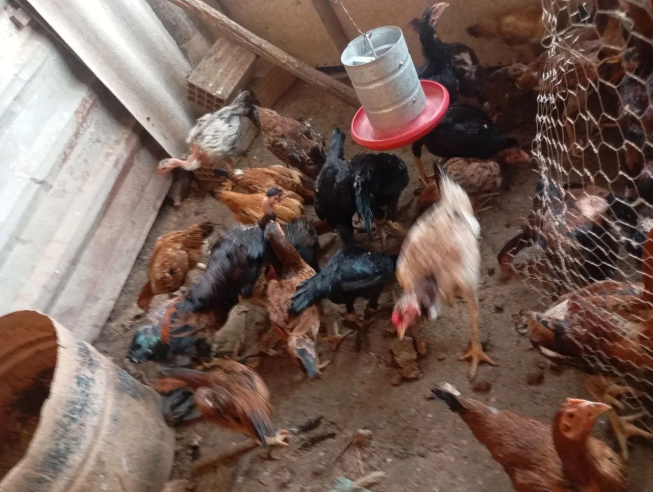 Galinhas frangos e patos  - Foto 2
