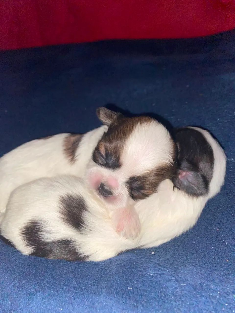 Shih-tzu 