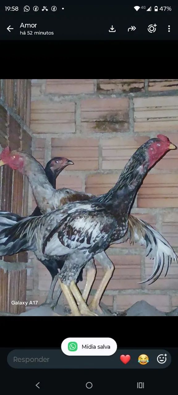 Galo - Foto 2