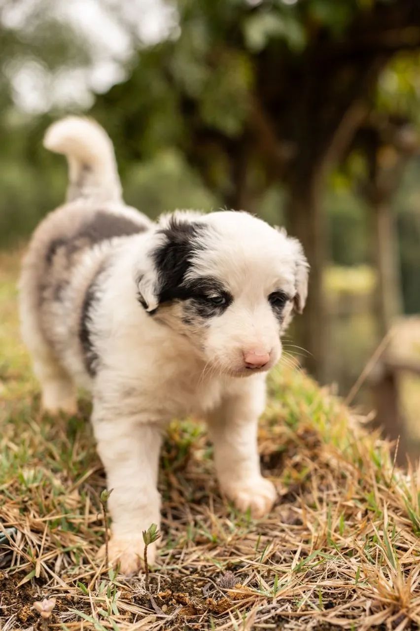 Border collie MACHO