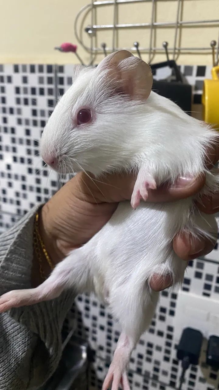 Porquinho da índia  - Foto 4