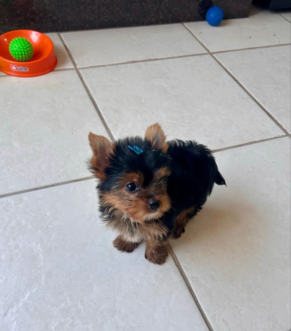 Yorkshire Terrier - macho - Foto 3