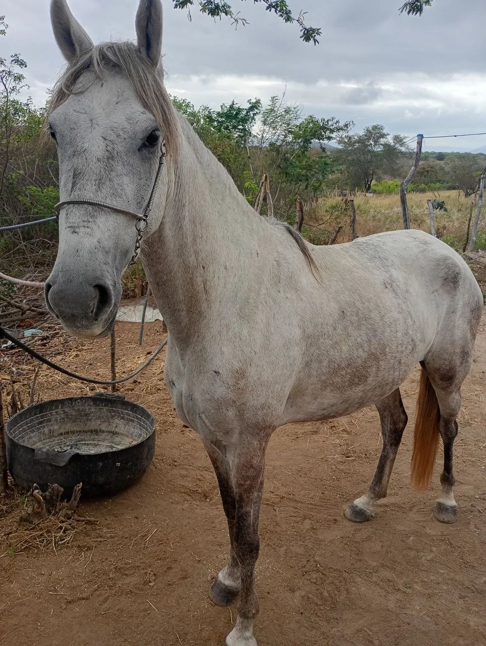 Égua Mangalarga Machador genética top