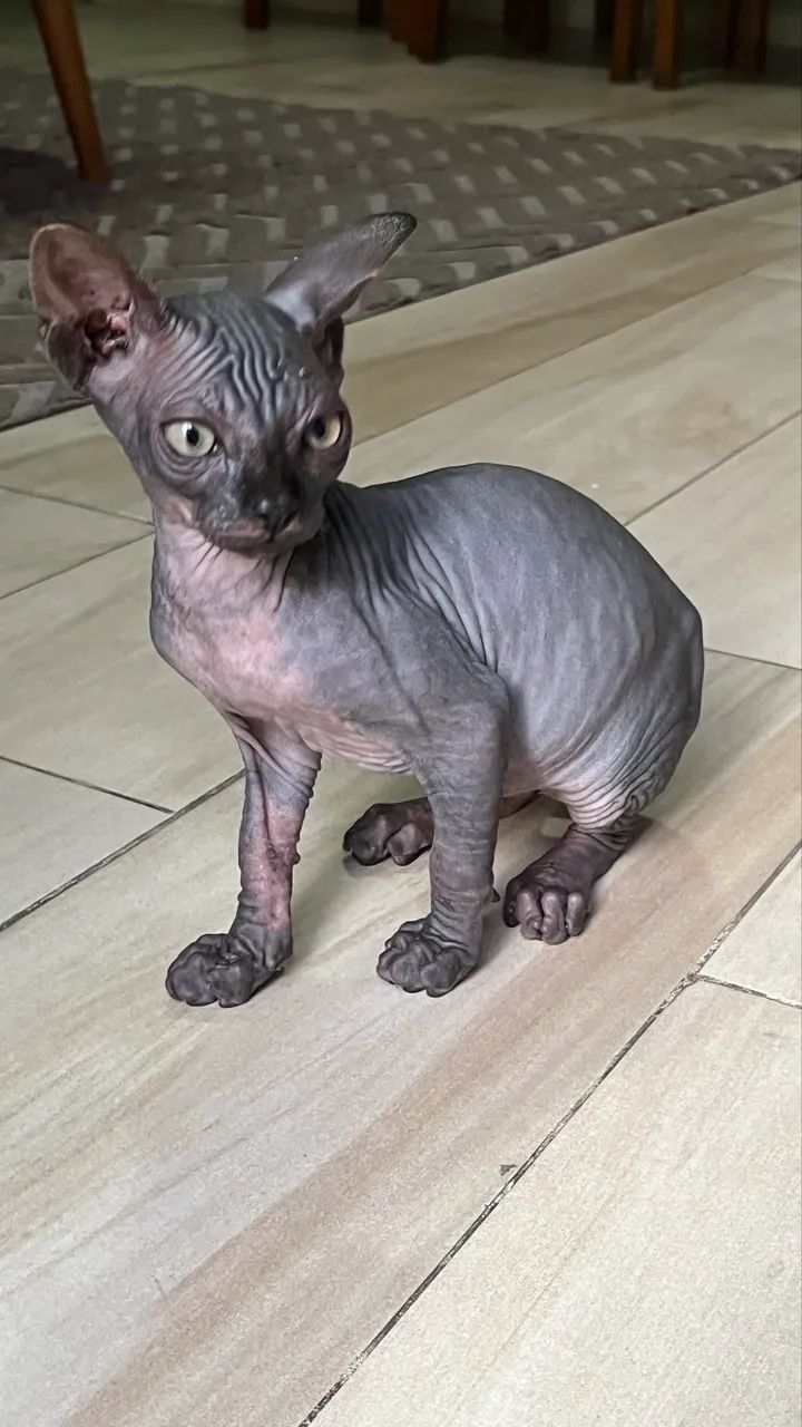 Sphynx Macho Ñ castrado - Foto 2