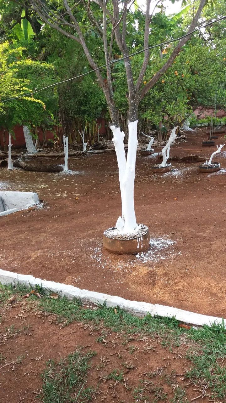 Caseiro - Foto 5