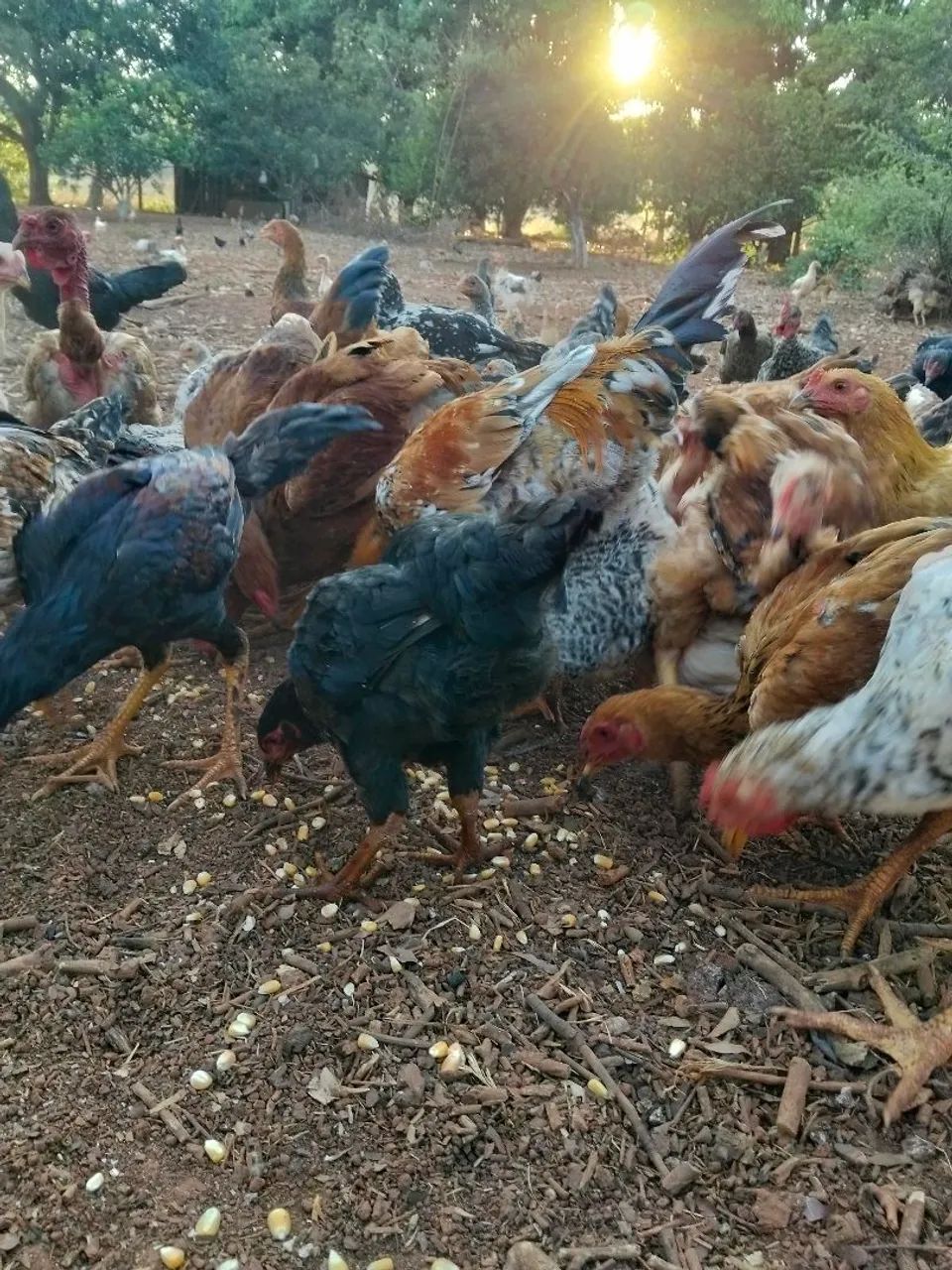 Frango e franga caipira  - Foto 3