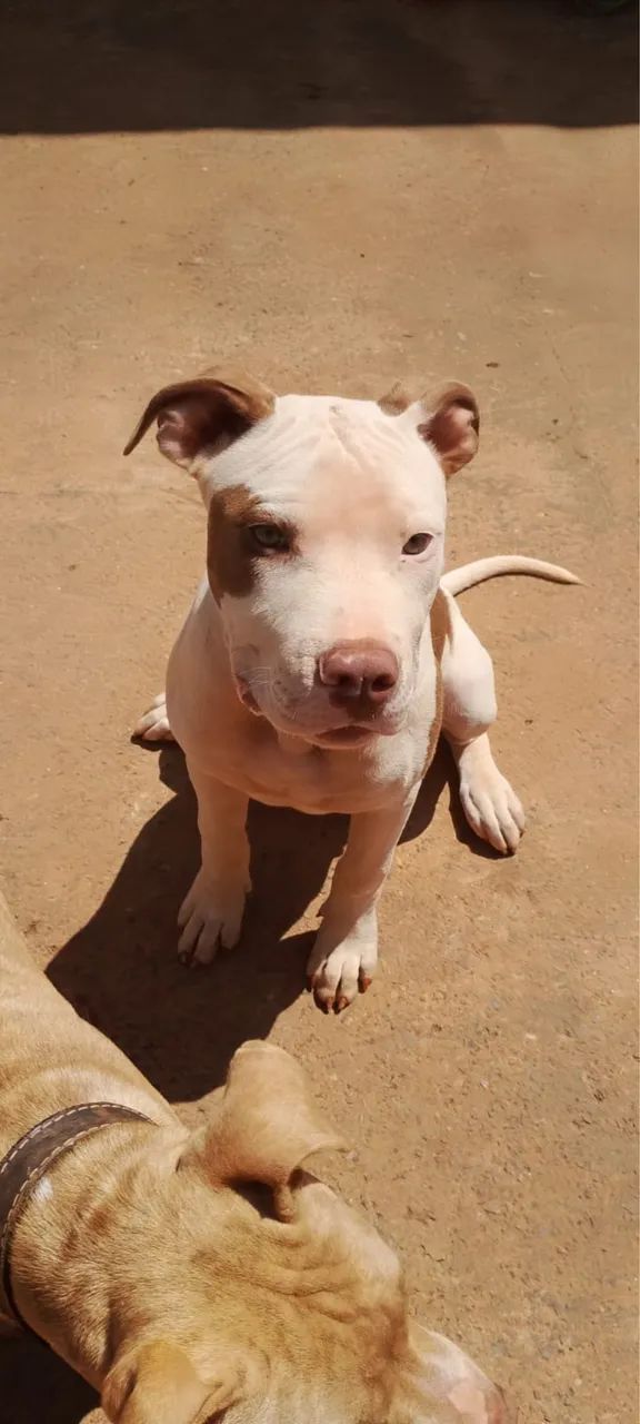 Pitbull um macho e uma fêmea com 5 meses  - Foto 4