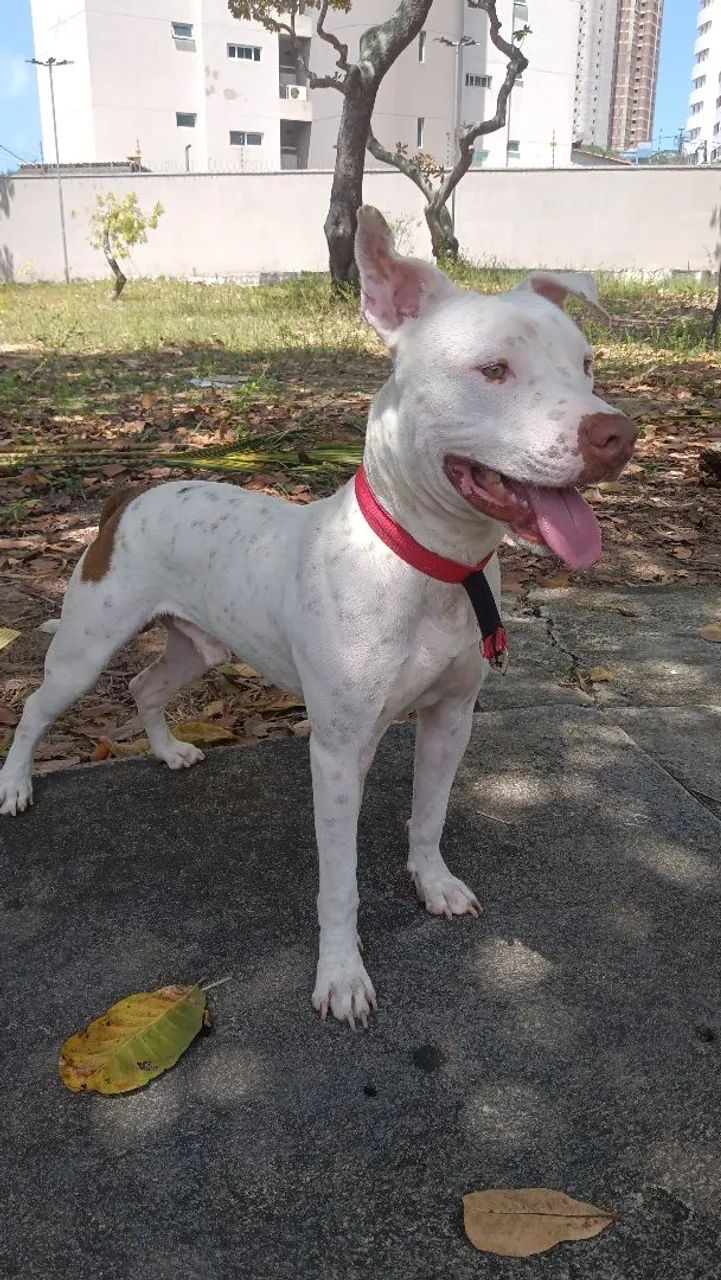 Pitbul manso  - Foto 2