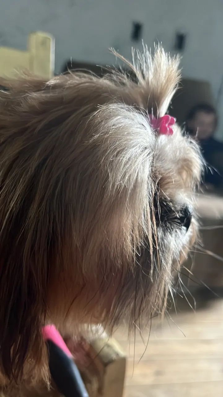 Shitso  - Foto 2