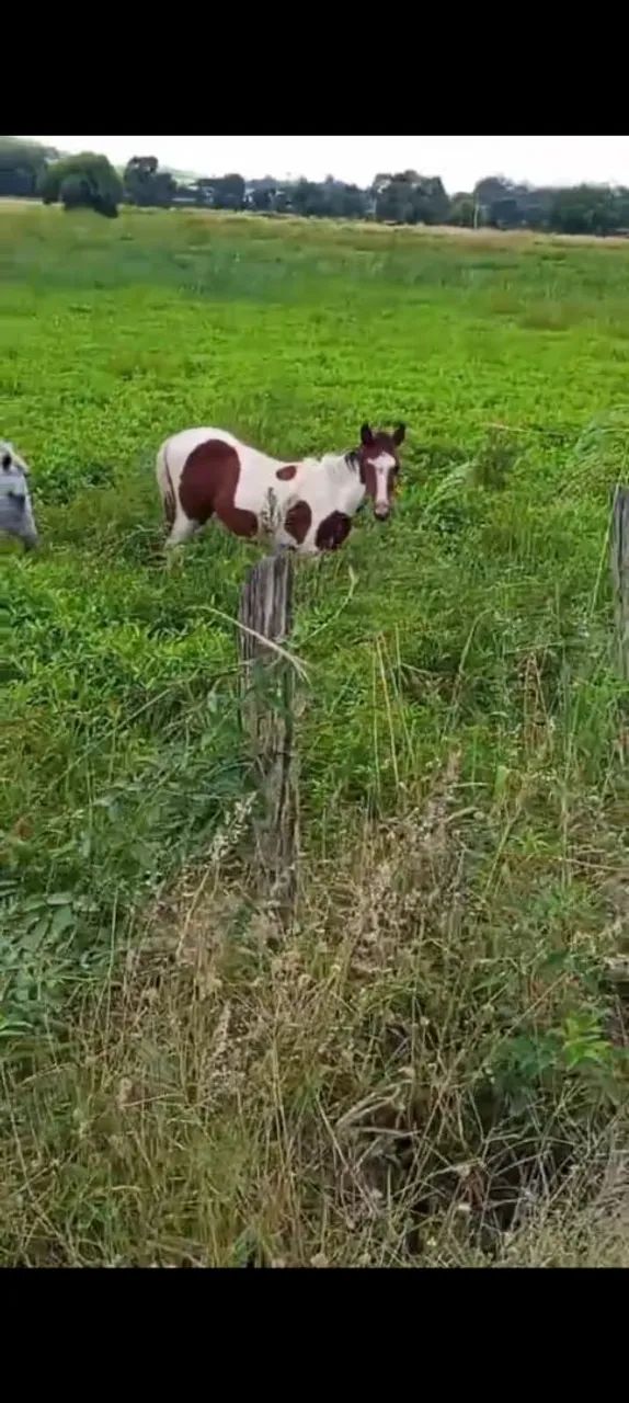 Potro Mangalarga 