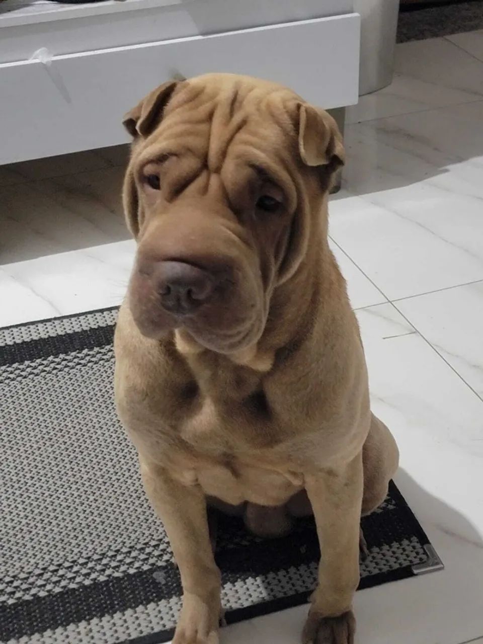 Filhotes de Shar Pei - Foto 5