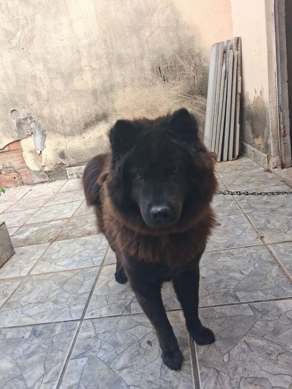 Vende-se chow chow - Foto 4