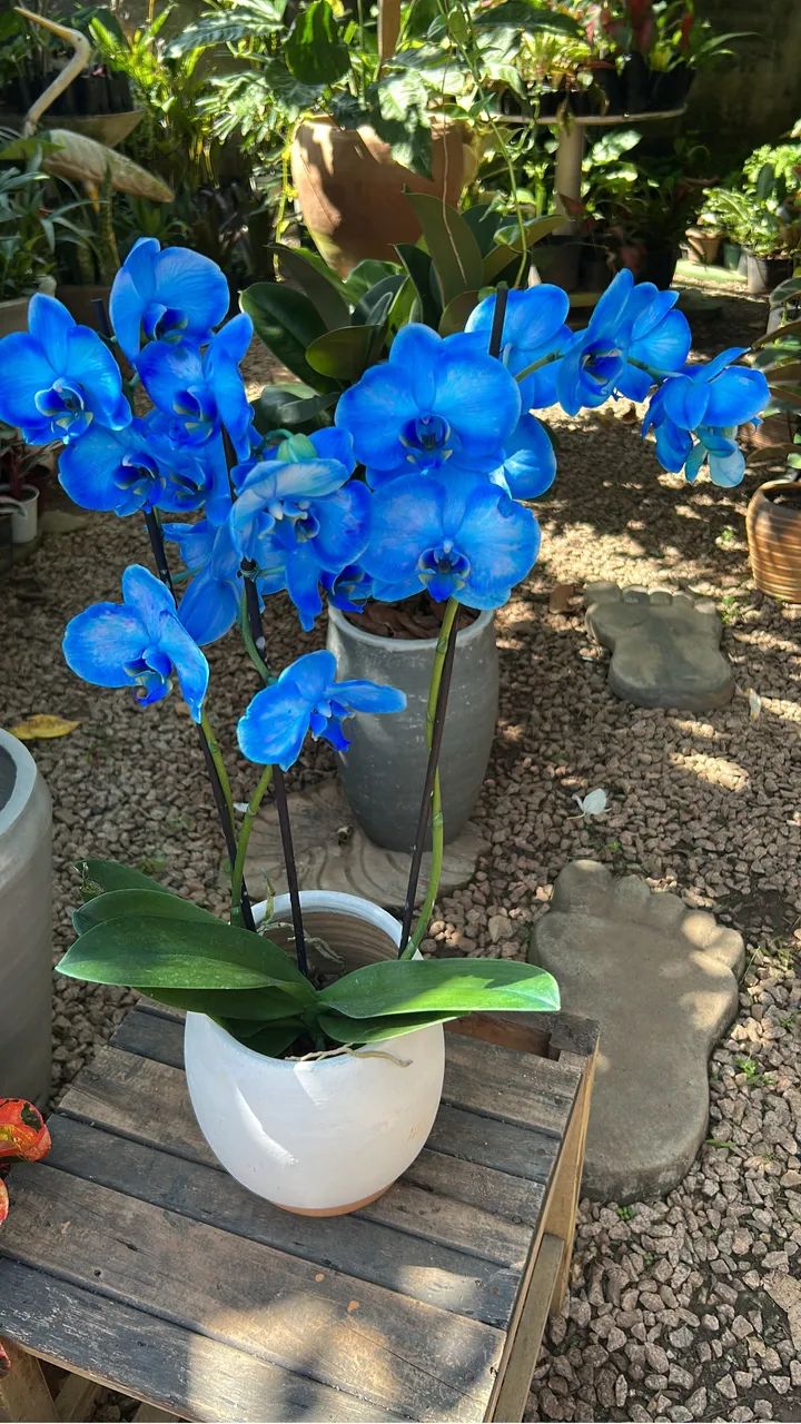 Orquídea azul  - Foto 2