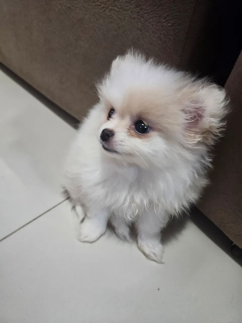 Lulu da pomerania mini - Foto 3