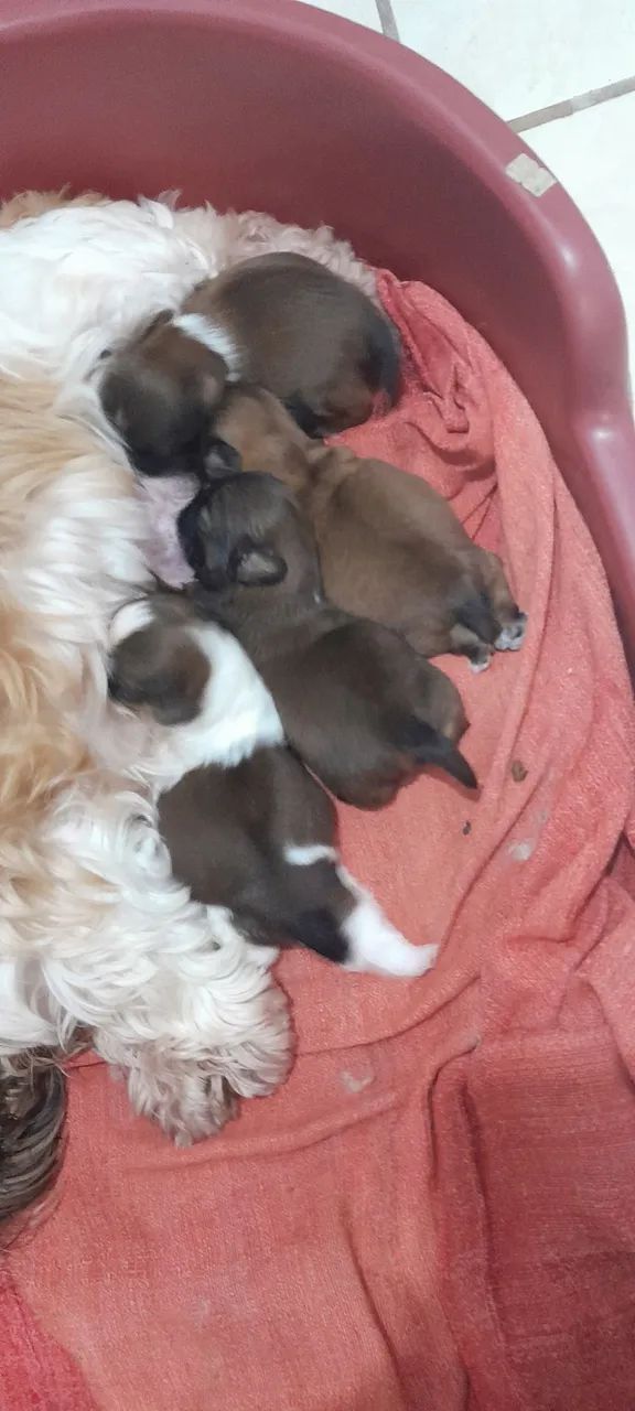 Vendo lindos shih-tzu 