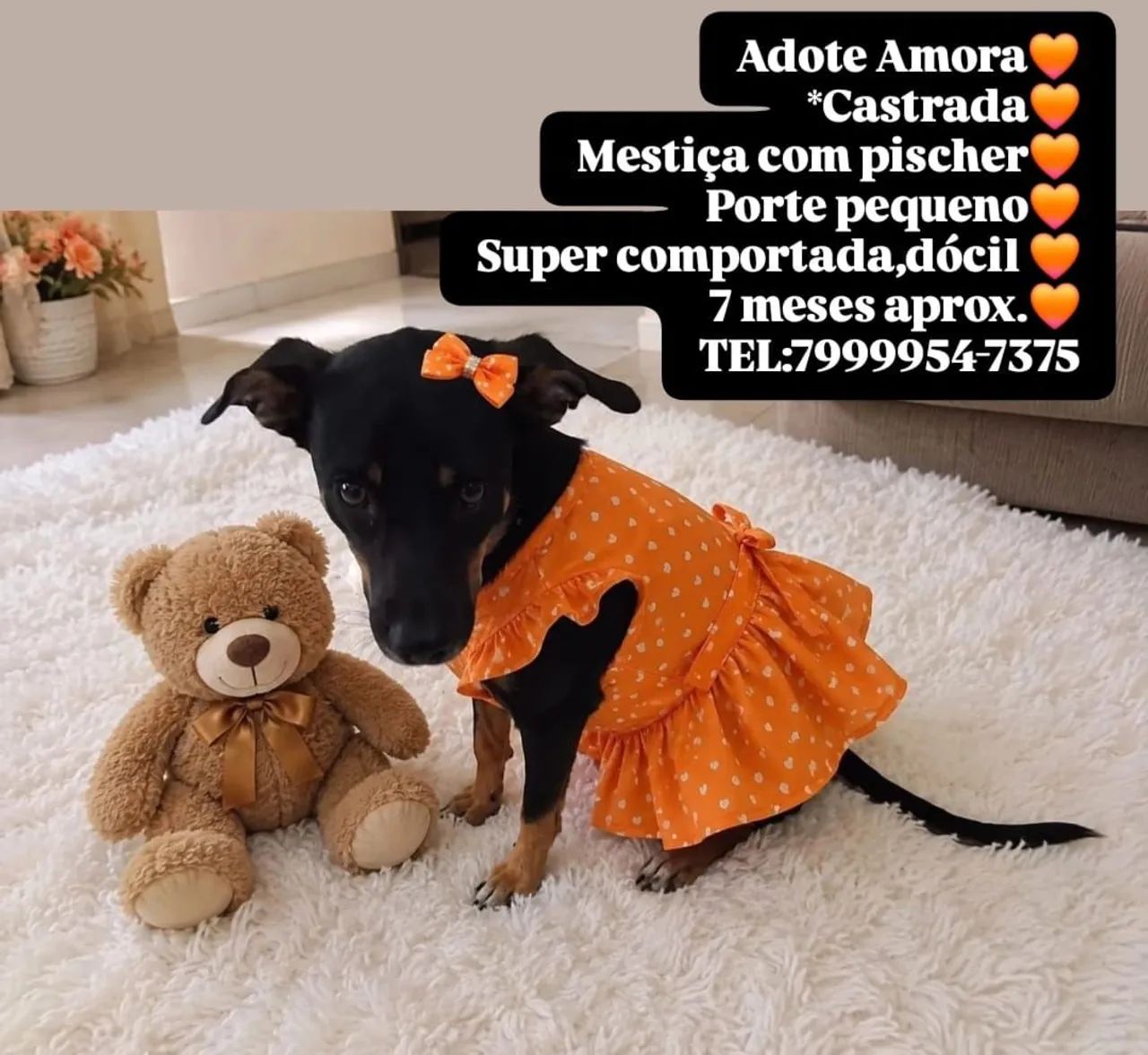 Adoçao da princesa ?