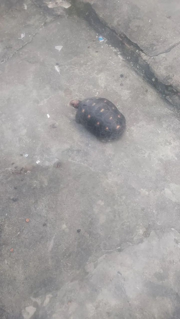 Vendo