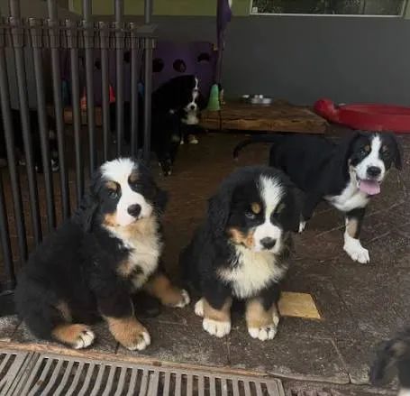 Bernese mountain filhotes