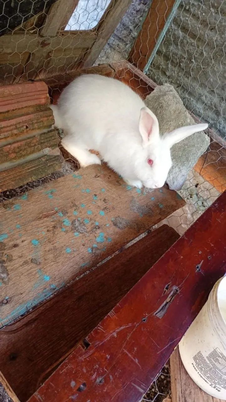 Coelhos - Foto 4