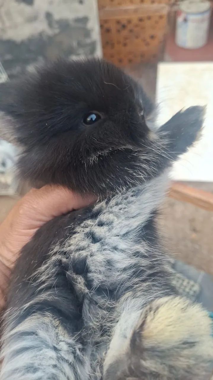 Mini coelho 