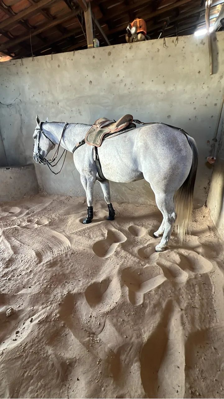 Cavalo QM - Foto 3