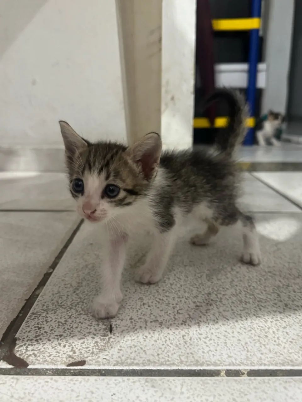 GATINHOS PARA ADOÇAO - Foto 2