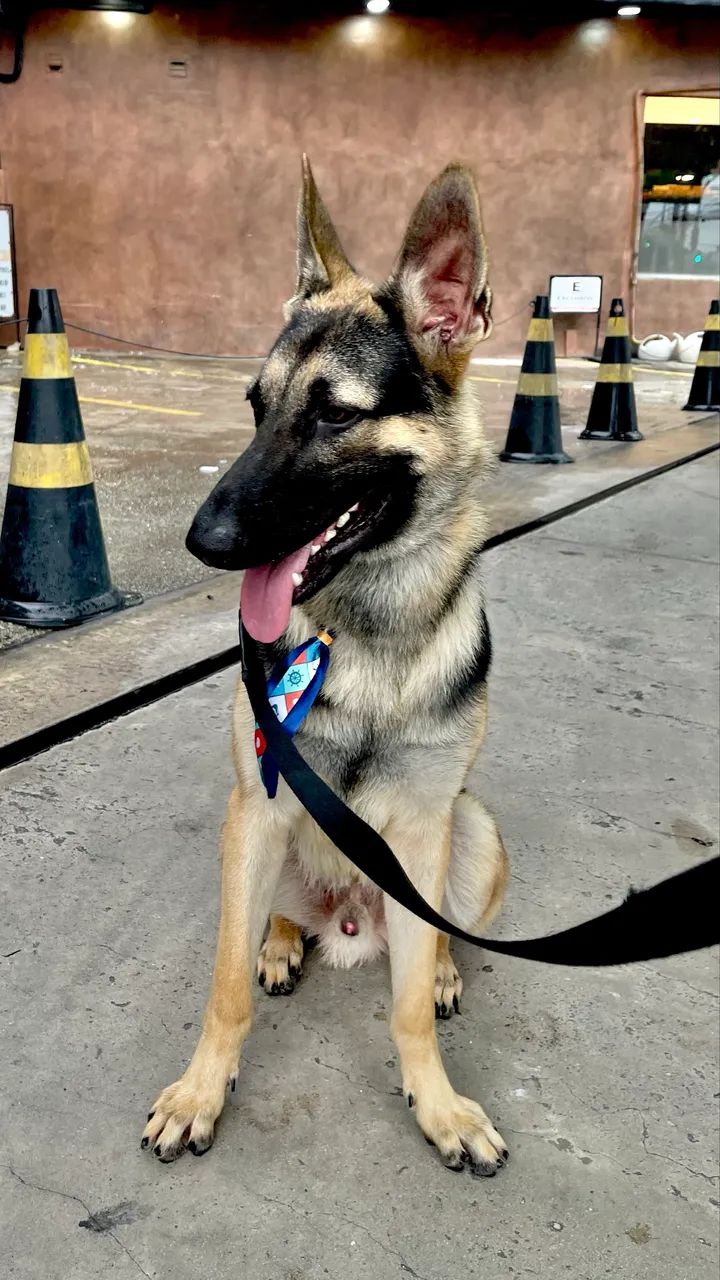 Pastor Alemão Macho | Para Cruzar - Foto 4