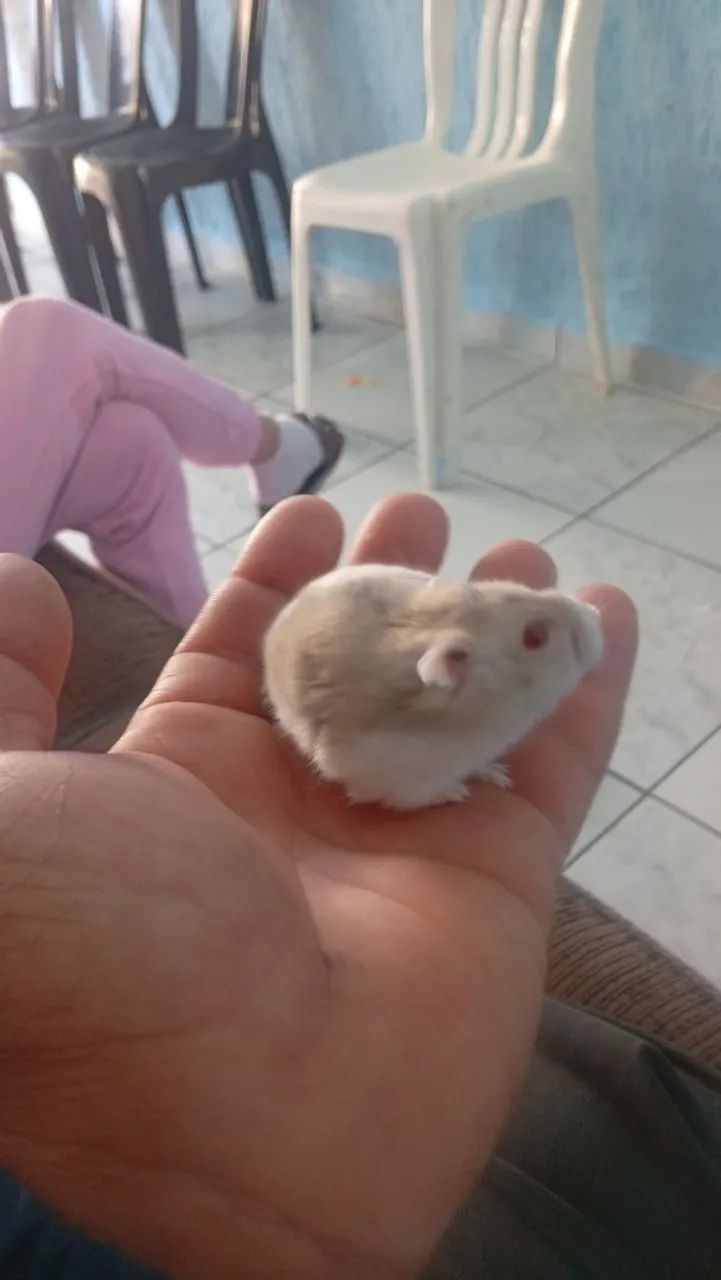 Hamsters russos 