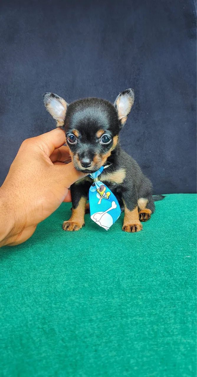 Pinscher Mini - Filhotes Pequenos