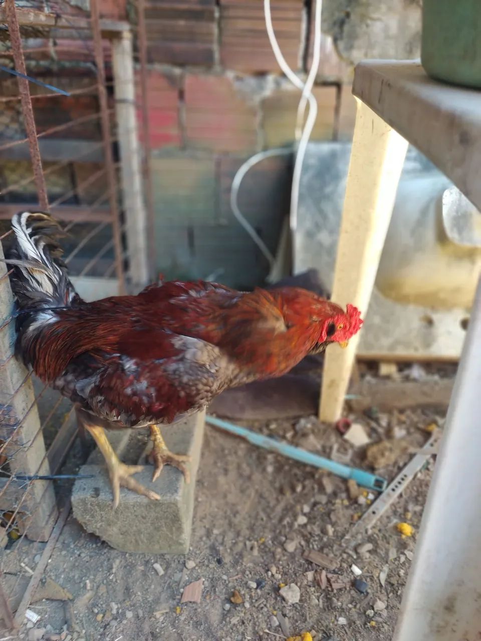 Vendo Galos de raça  - Foto 2