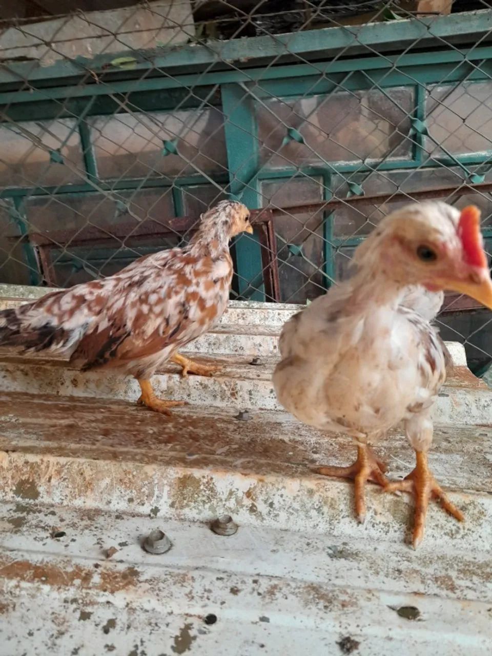 Casal de Mini galizes - Foto 5
